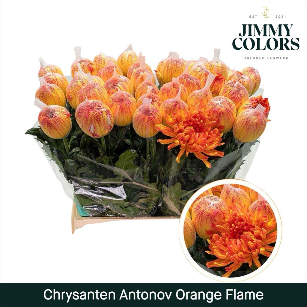 Срезанные цветы оптом Chrys bl paint antonov orange flame от 10шт из Голландии с доставкой по России