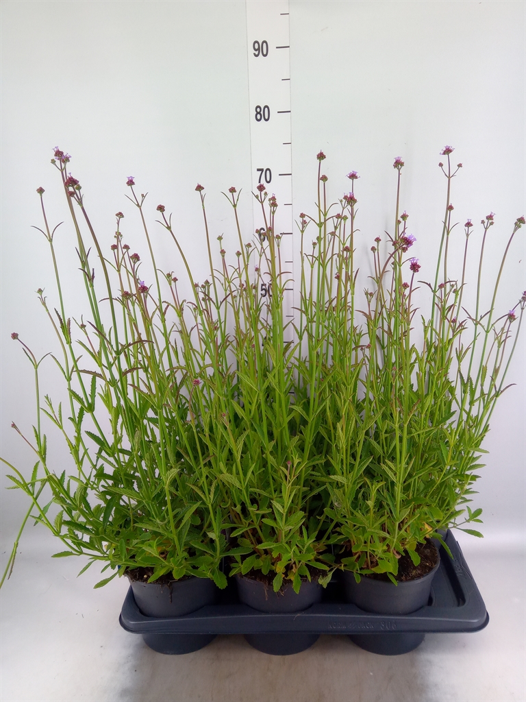 Горшечные цветы и растения оптом Verbena Bonariensis от 6шт из Голландии с доставкой по России