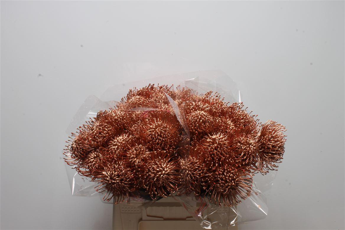 Срезанные цветы оптом Nutans paint copper от 30шт из Голландии с доставкой по России