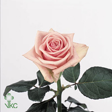 Срезанные цветы оптом Rosa large heaven! от 60шт из Голландии с доставкой по России
