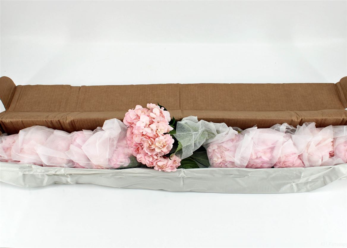 Срезанные цветы оптом Hydrangea pink absorbed от 12шт из Голландии с доставкой по России