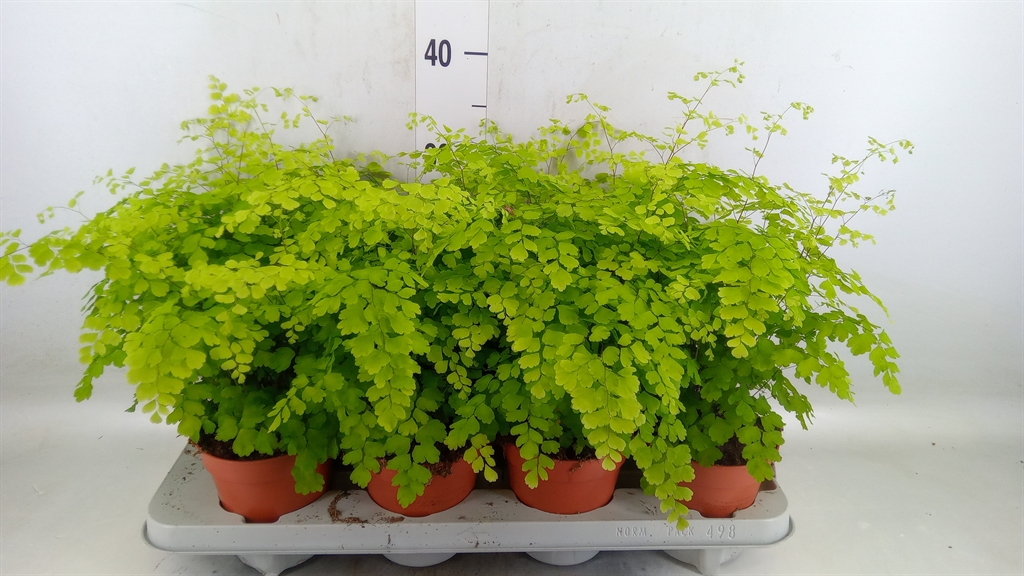 Горшечные цветы и растения оптом Adiantum Fragrans от 8шт из Голландии с доставкой по России