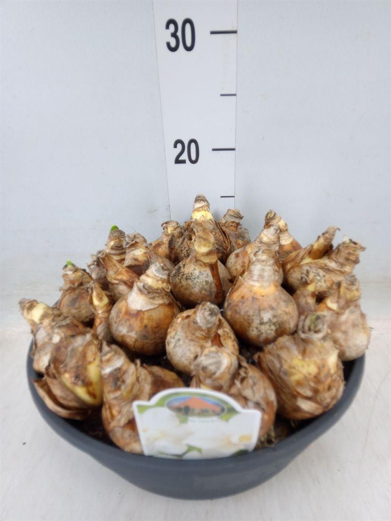 Горшечные цветы и растения оптом Narcissus   ... от 1шт'' из Голландии с доставкой по России