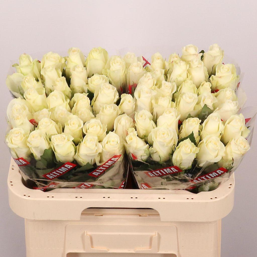 Срезанные цветы оптом Rosa large albatros от 60шт из Голландии с доставкой по России