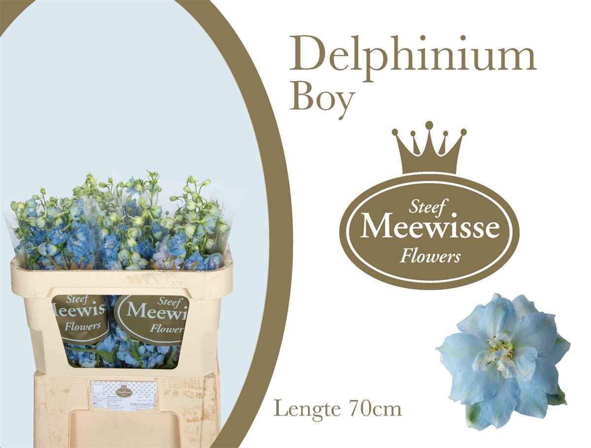 Срезанные цветы оптом Delphinium el dewi boy от 40шт из Голландии с доставкой по России