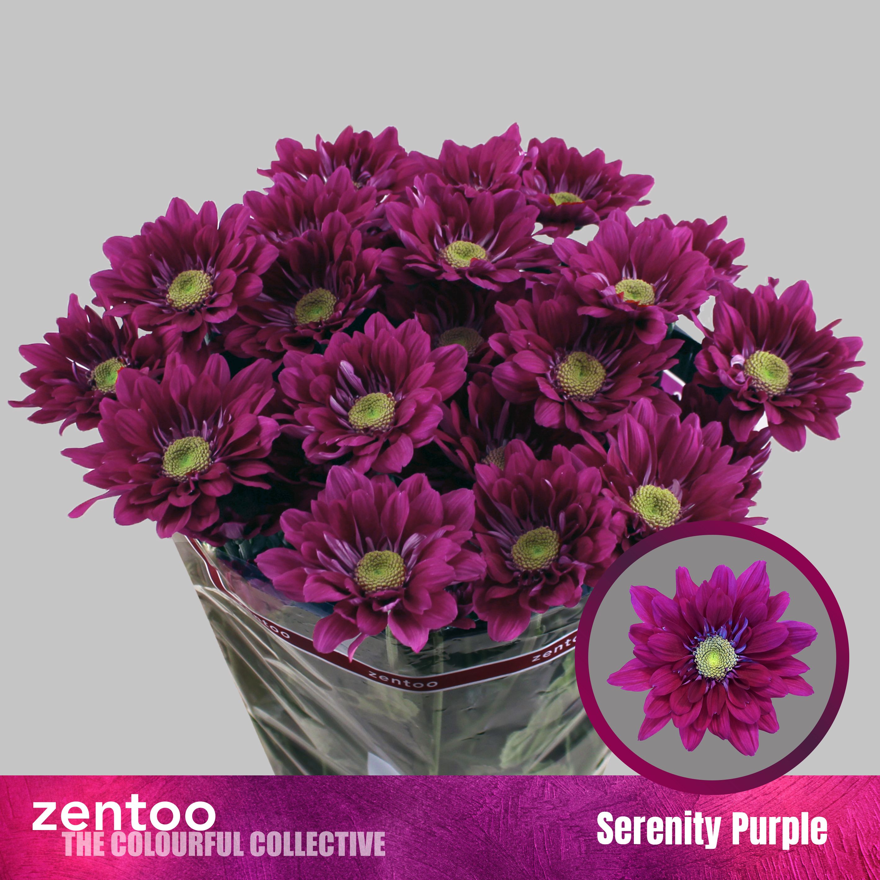 Срезанные цветы оптом Chrys sp serenity purple от 80шт из Голландии с доставкой по России