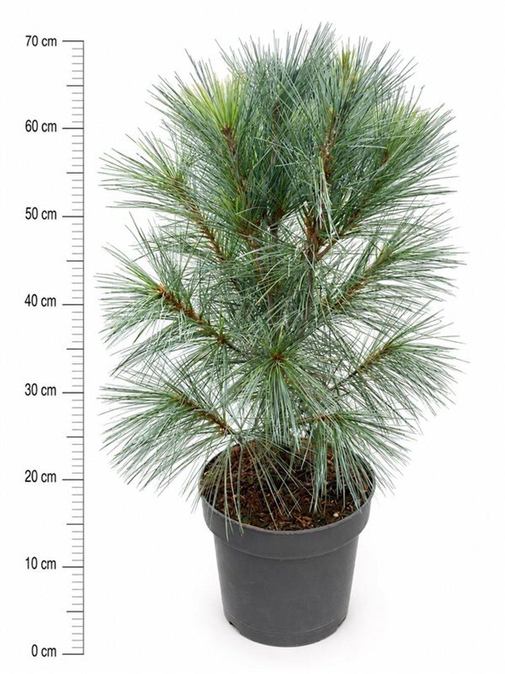 Горшечные цветы и растения оптом Pinus Strobus Fastigiata от 1шт из Голландии с доставкой по России