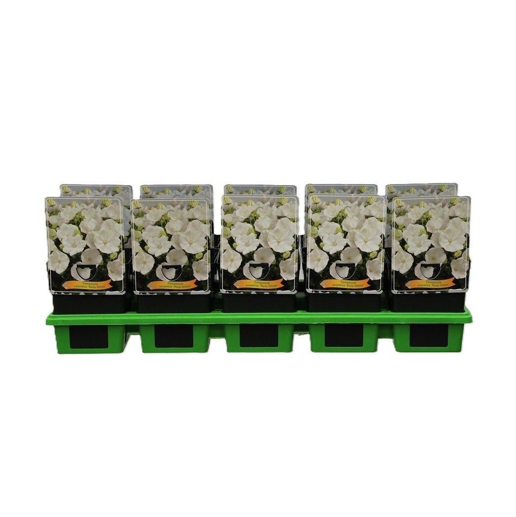 Горшечные цветы и растения оптом Campanula Carp. от 10шт (для телеги) из Голландии с доставкой по России