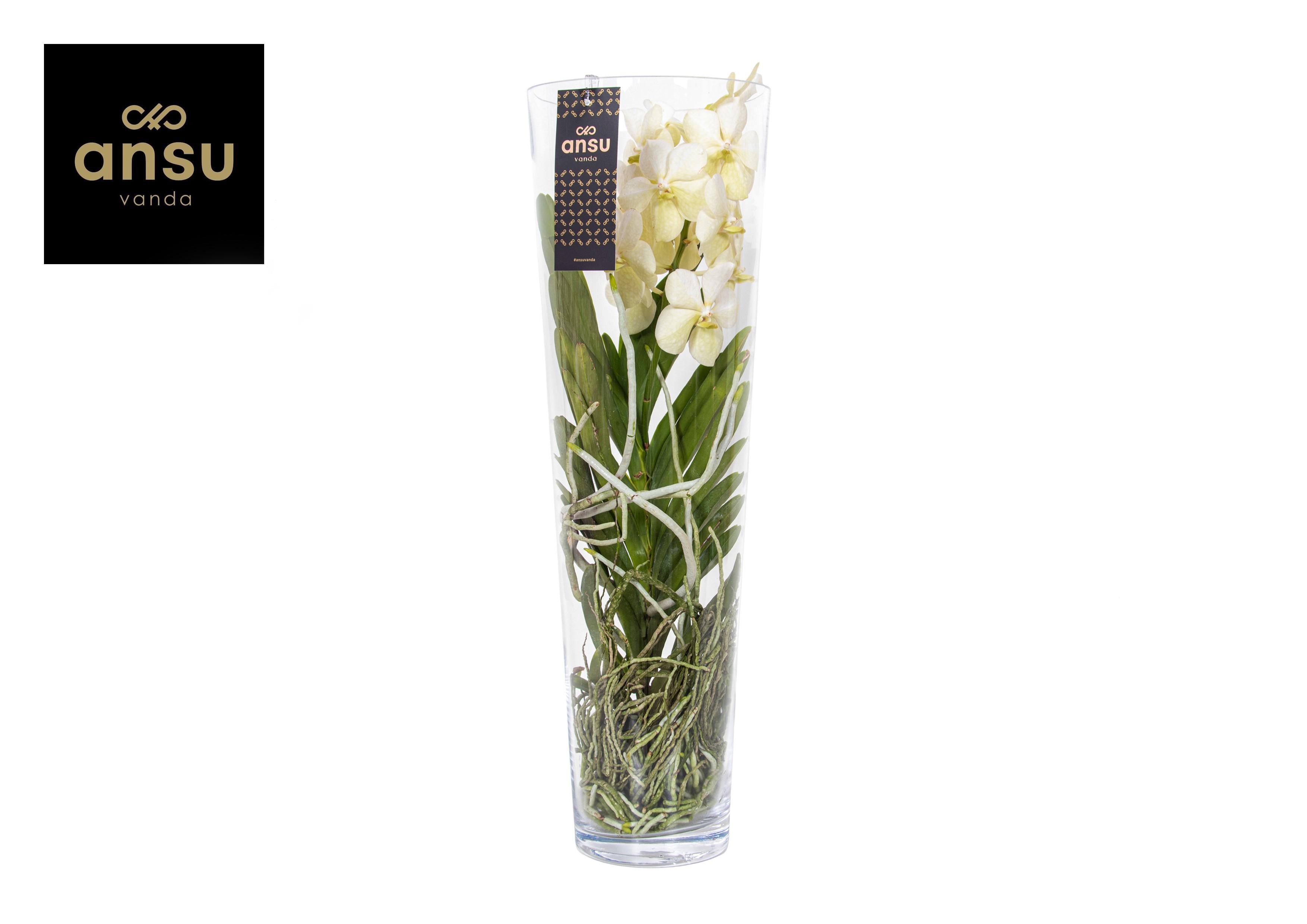 Горшечные цветы и растения оптом Vanda Lisanne 70 White от 1шт из Голландии с доставкой по России