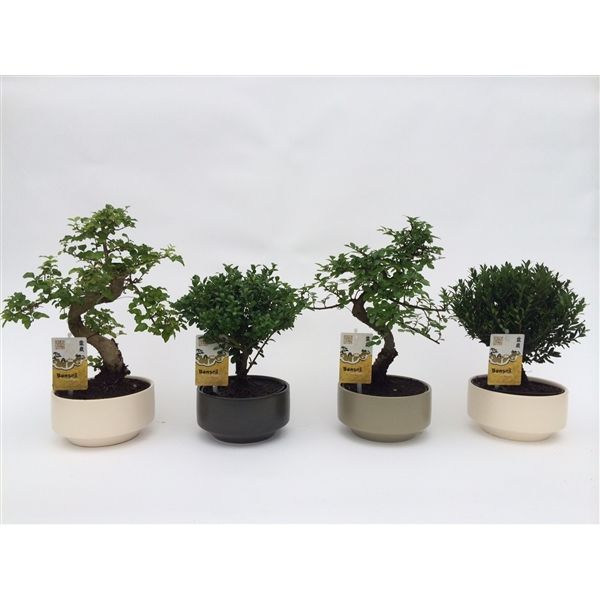 Горшечные цветы и растения оптом Bonsai Mix Pure от 6шт из Голландии с доставкой по России