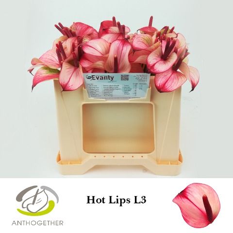 Срезанные цветы оптом Anthurium hot lips от 60шт из Голландии с доставкой по России