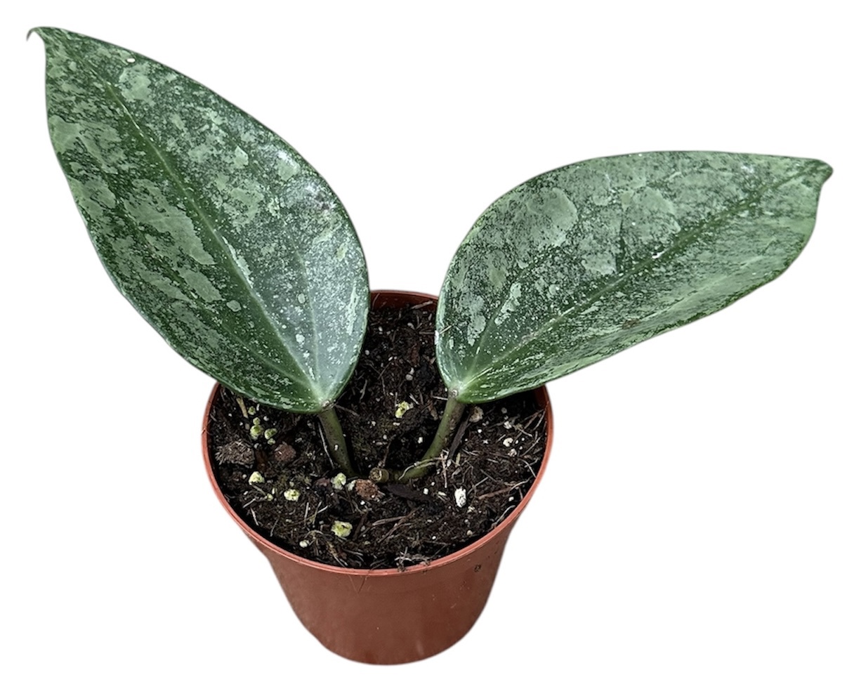 Горшечные цветы и растения оптом Hoya Rimba Perak от 1шт (для телеги) из Голландии с доставкой по России