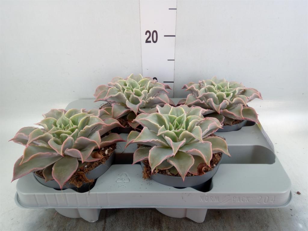 Горшечные цветы и растения оптом Echeveria   ... от 4шт из Голландии с доставкой по России