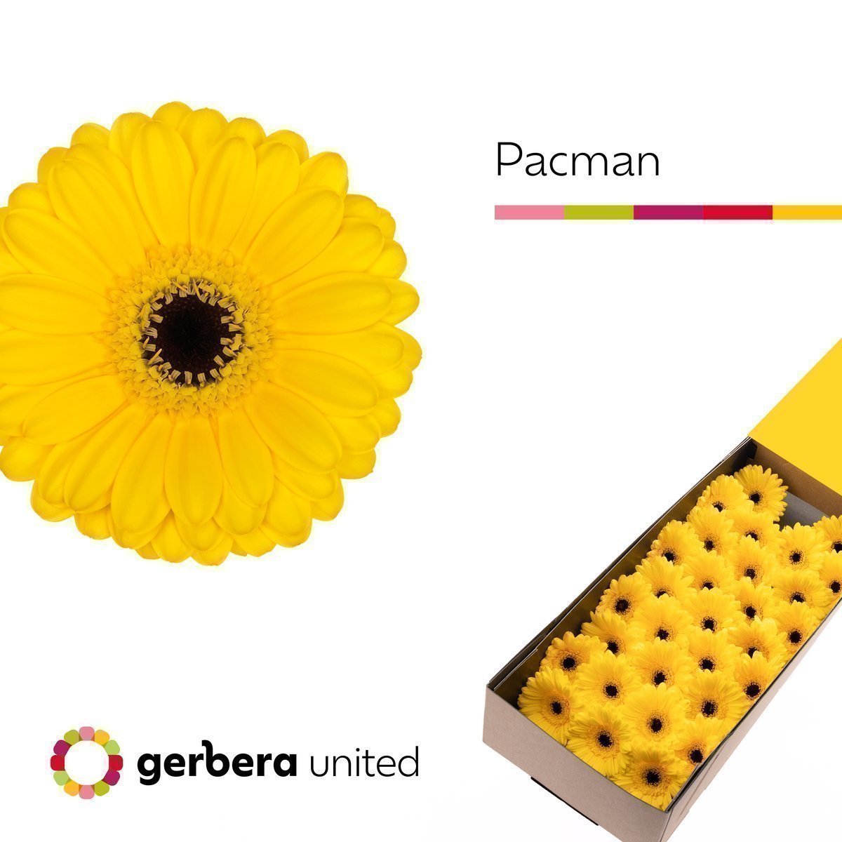 Срезанные цветы оптом Germini pacman от 30шт из Голландии с доставкой по России