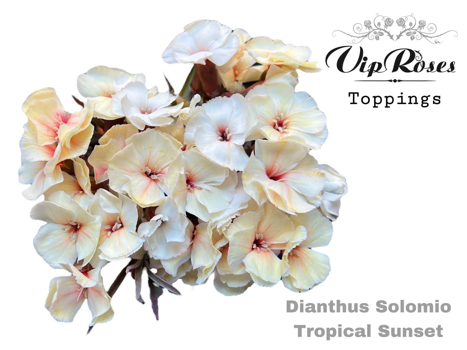Срезанные цветы оптом Dianthus sp paint solomio tropical sunset от 60шт из Голландии с доставкой по России