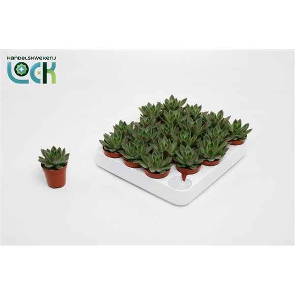 Горшечные цветы и растения оптом Echeveria Mexico от 30шт из Голландии с доставкой по России