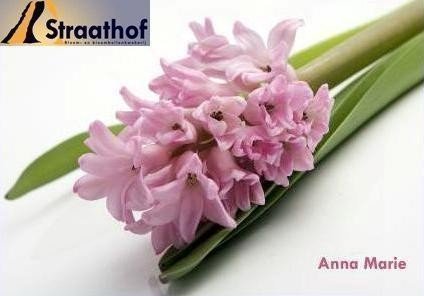 Срезанные цветы оптом Hyacinthus pink light от 50шт из Голландии с доставкой по России