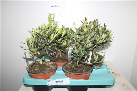 Горшечные цветы и растения оптом ** Olea Europaea * Spring Deal * от 4шт из Голландии с доставкой по России