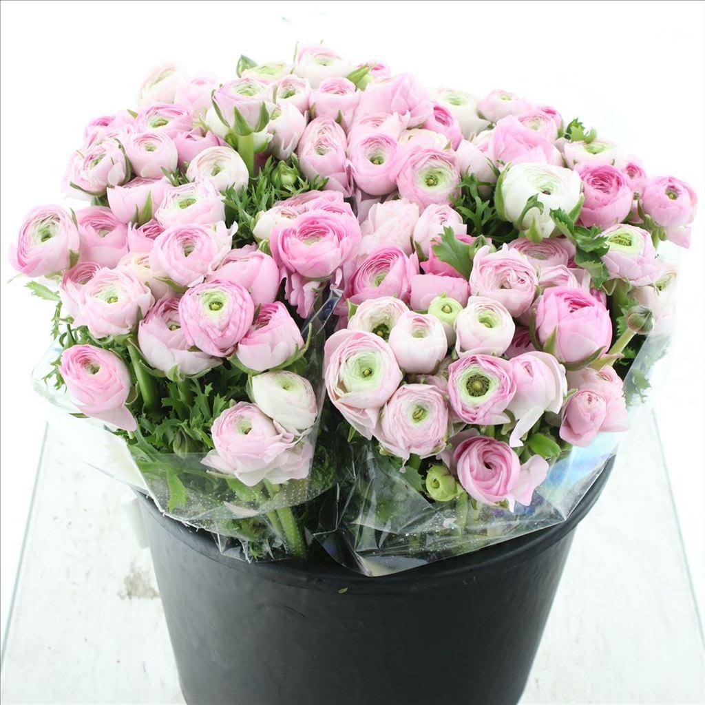 Срезанные цветы оптом Ranunculus aazur pink light от 100шт из Голландии с доставкой по России
