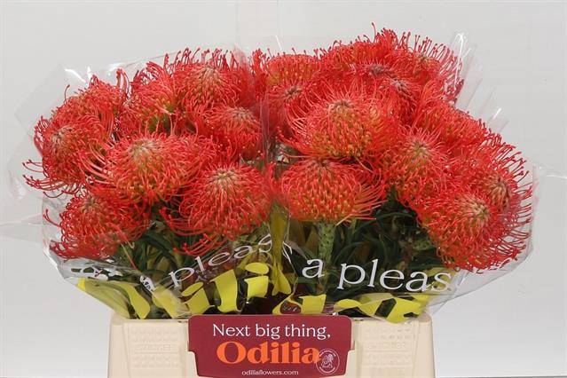 Срезанные цветы оптом Nutans succession от 30шт из Голландии с доставкой по России Срезанные цветы оптом Nutans succession от 30шт из Голландии с доставкой по России