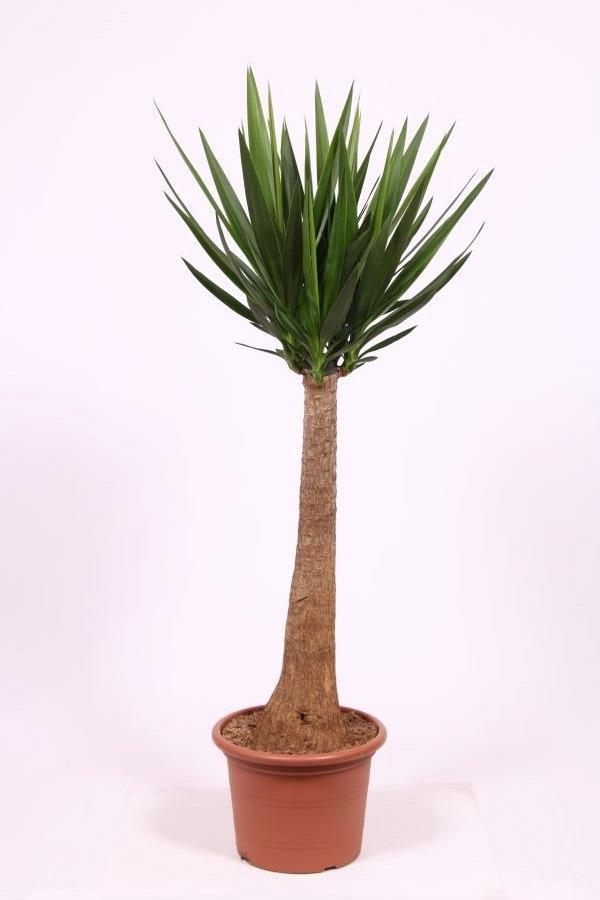 Горшечные цветы и растения оптом Yucca Maya Straight Stam от 1шт из Голландии с доставкой по России