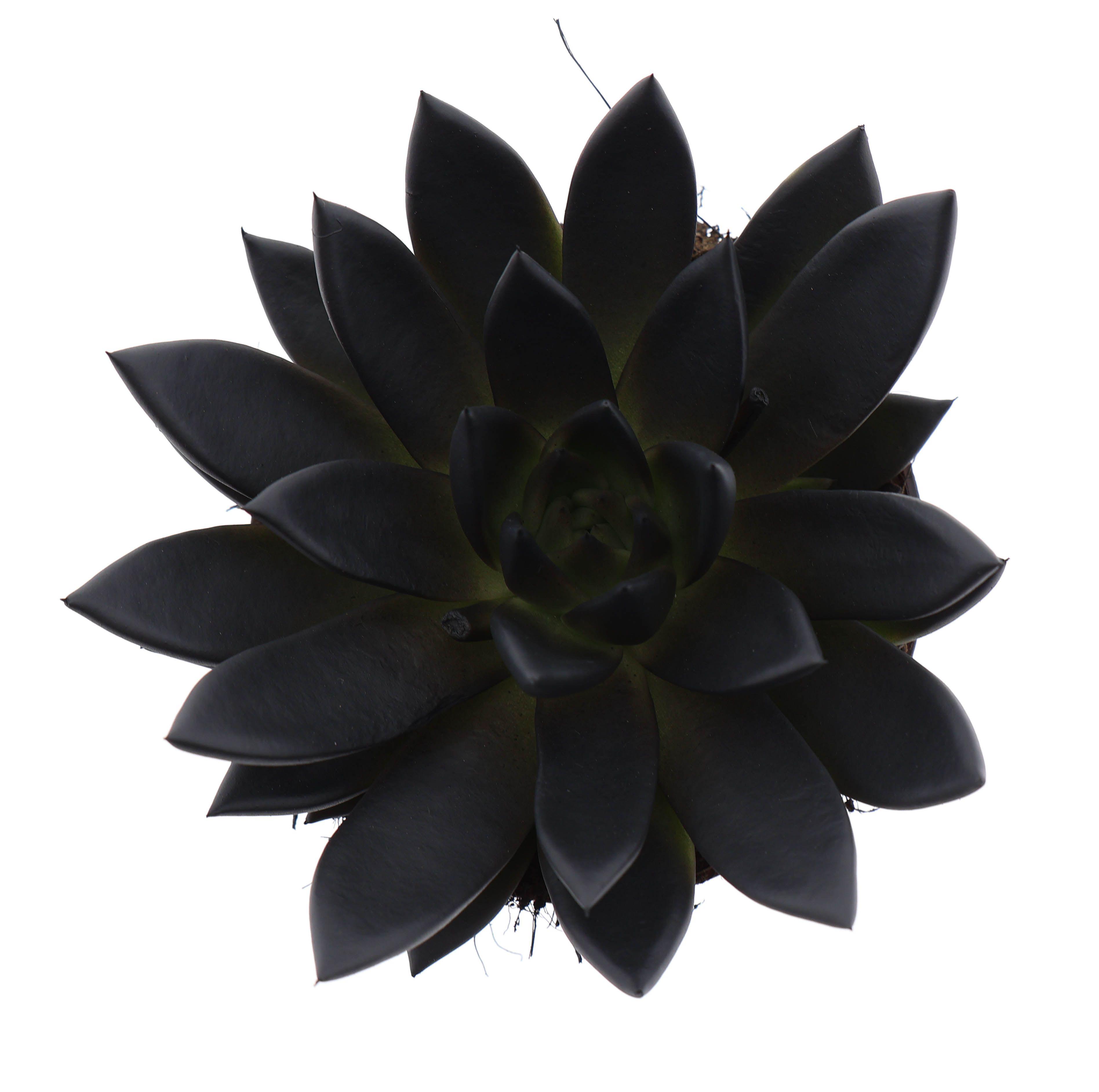 Горшечные цветы и растения оптом Echeveria Rainbow Deep Black от 6шт из Голландии с доставкой по России