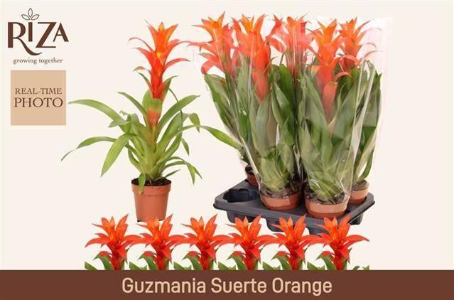 Горшечные цветы и растения оптом Guzmania Suerte Orange от 6шт из Голландии с доставкой по России