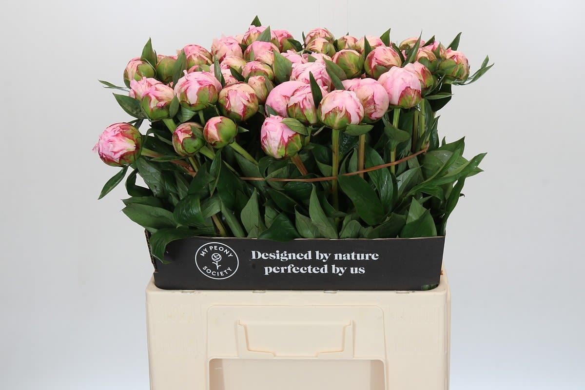 Срезанные цветы оптом Paeonia sarah bernhardt от 60шт из Голландии с доставкой по России