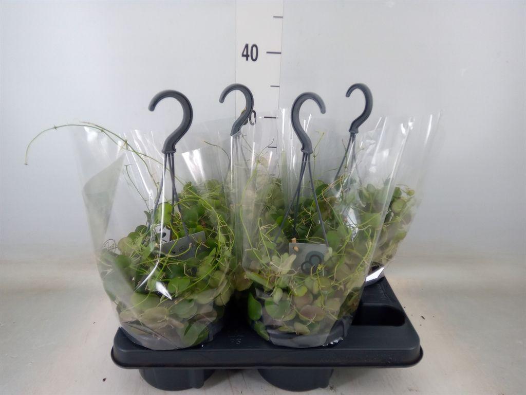 Горшечные цветы и растения оптом Dischidia Pectenoides от 4шт из Голландии с доставкой по России