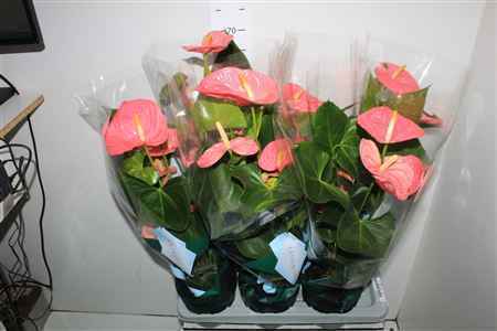 Горшечные цветы и растения оптом Anthu An Colorado 5+ 17cm Pot от 6шт из Голландии с доставкой по России