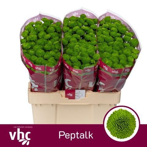 Срезанные цветы оптом Chrys sa peptalk от 75шт из Голландии с доставкой по России