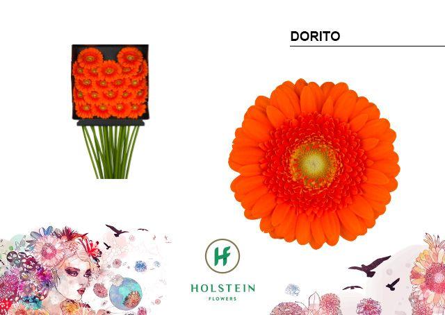Срезанные цветы оптом Germini diamond dorito от 20шт из Голландии с доставкой по России