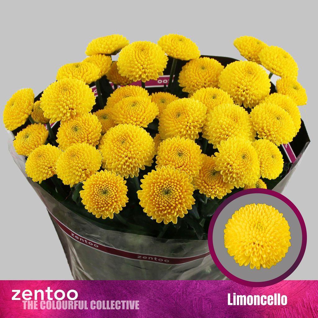 Срезанные цветы оптом Chrys sp limoncello от 80шт из Голландии с доставкой по России