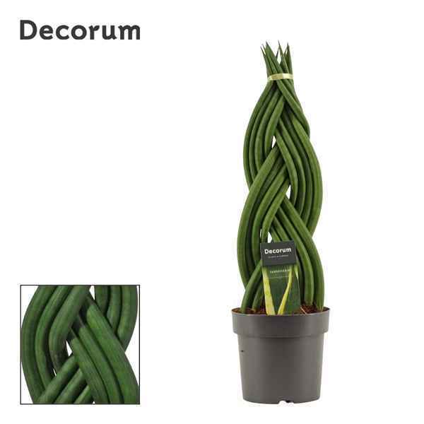 Горшечные цветы и растения оптом Sansevieria Cylindrica Braid (decorum) от 7шт из Голландии с доставкой по России