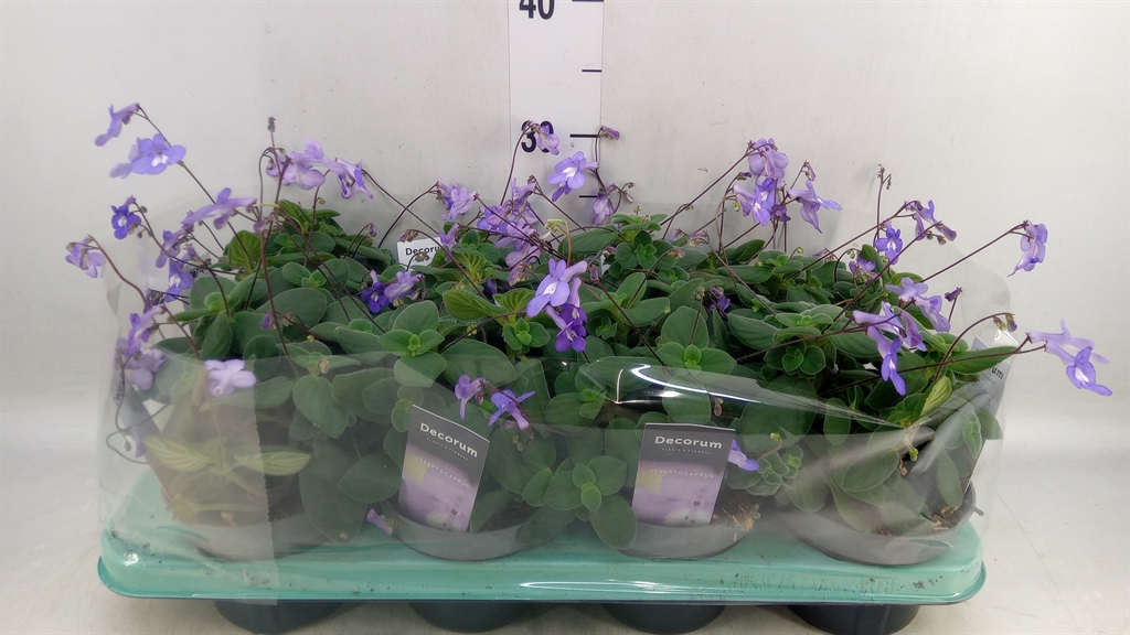Горшечные цветы и растения оптом Streptocarpus Saxorum от 8шт из Голландии с доставкой по России