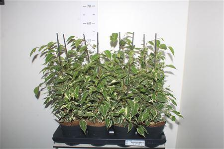 Горшечные цветы и растения оптом Ficus Be Twilight от 8шт из Голландии с доставкой по России