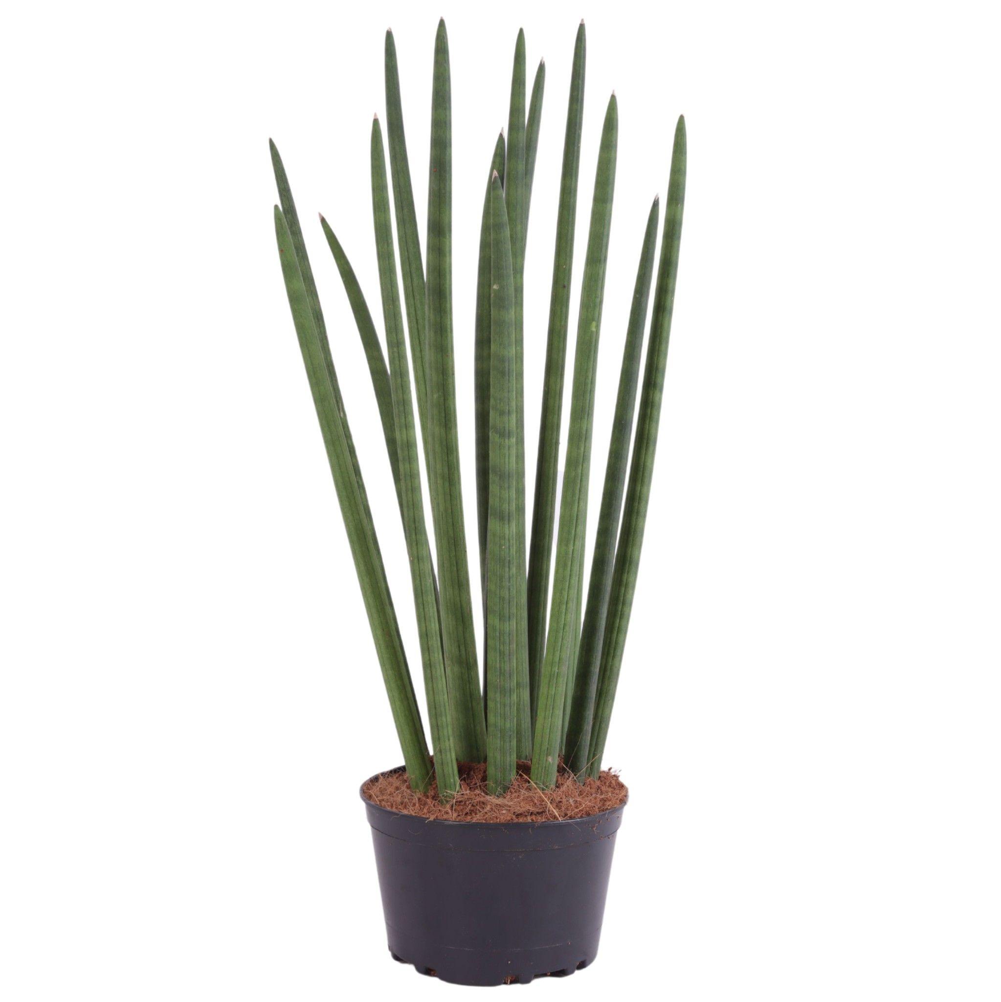 Горшечные цветы и растения оптом Sansevieria Cylindrica Straight от 6шт из Голландии с доставкой по России