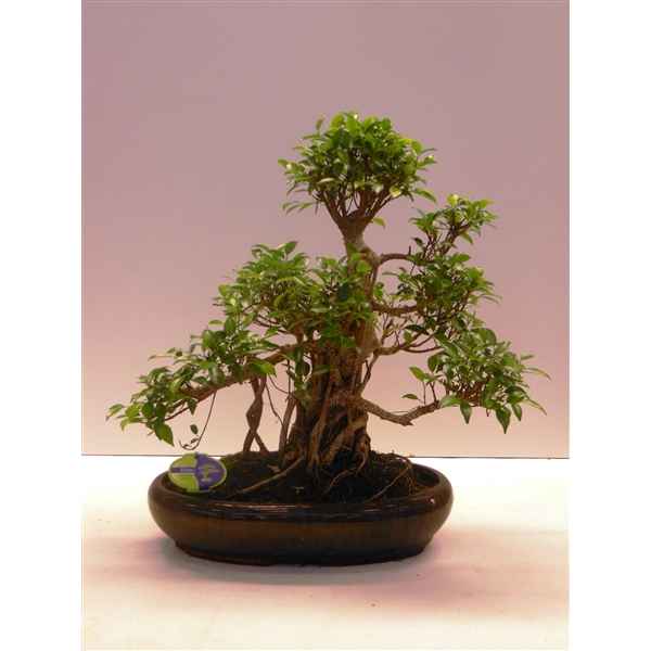 Горшечные цветы и растения оптом Bonsai Ficus Retusa, 43cm., Shape, Without Drip Tr от 1шт из Голландии с доставкой по России