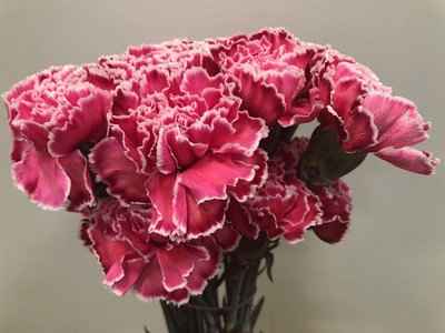 Срезанные цветы оптом Dianthus st paint red от 80шт из Голландии с доставкой по России
