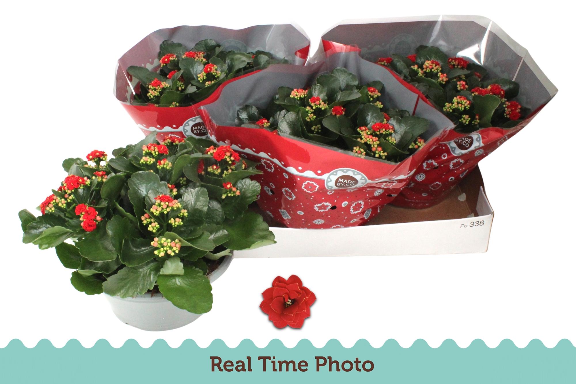 Горшечные цветы и растения оптом Kal Ge Don Justino от 3шт из Голландии с доставкой по России