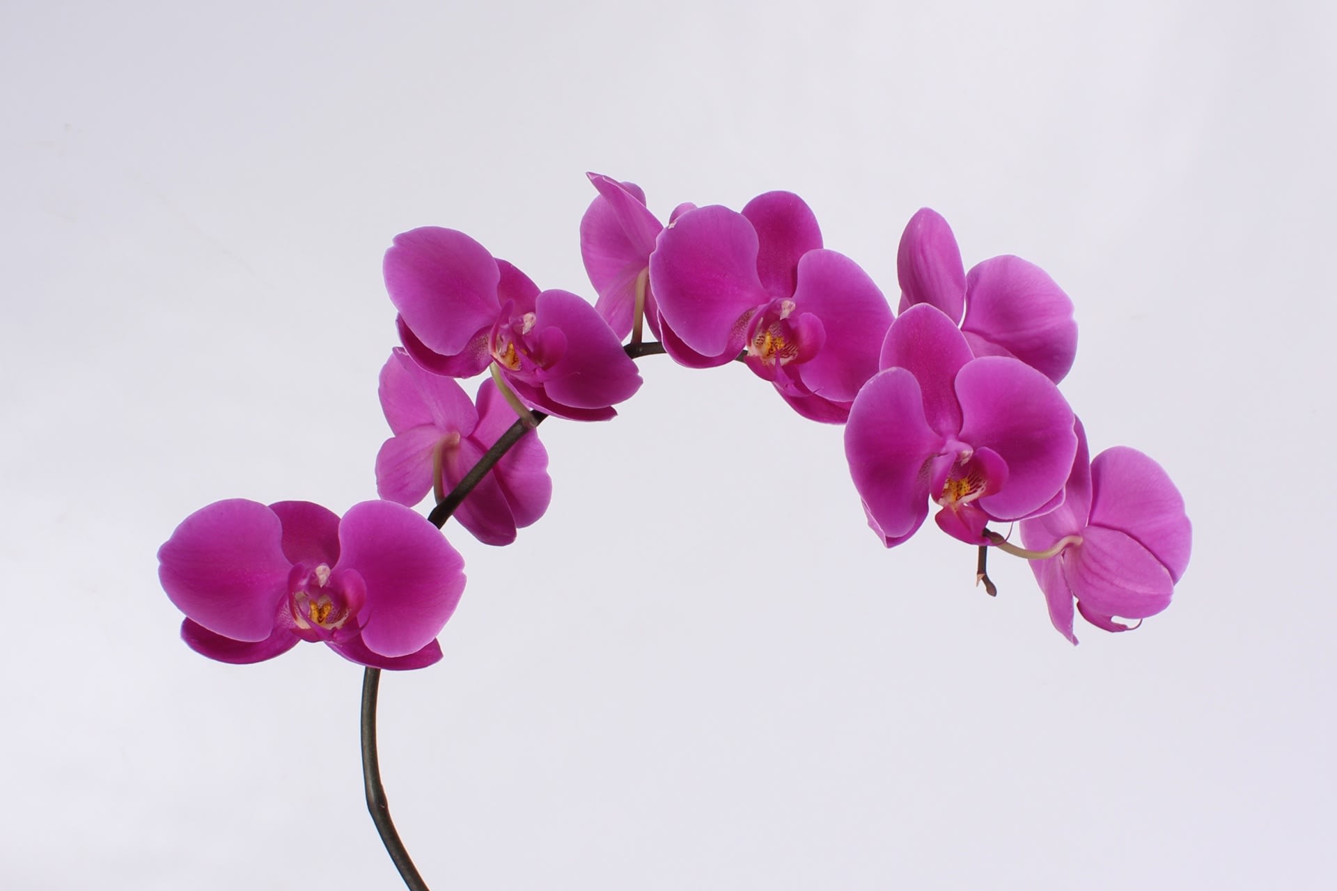 Срезанные цветы оптом Phalaenopsis chiangmai (per stem) от 8шт из Голландии с доставкой по России