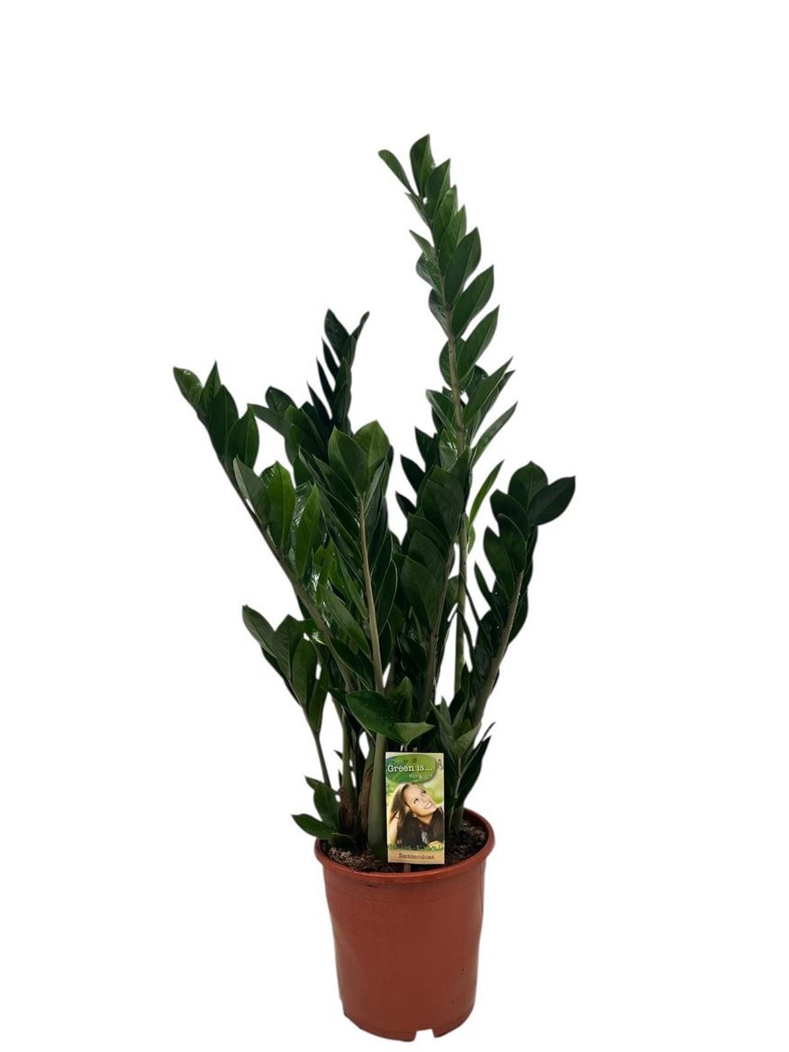 Горшечные цветы и растения оптом Zamioculcas 8+ от 1шт из Голландии с доставкой по России