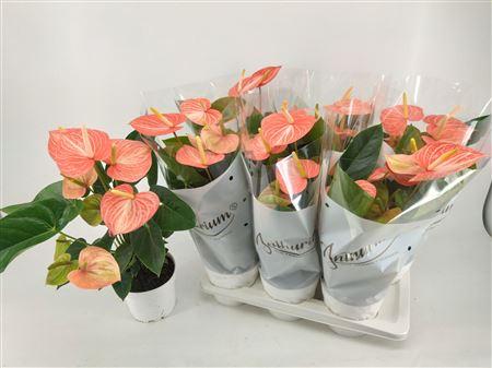 Горшечные цветы и растения оптом Anthu An Livi Orange 6-8 Bloemen+ от 6шт из Голландии с доставкой по России
