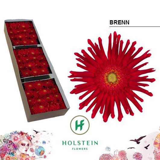 Срезанные цветы оптом Gerbera gerpasta brenn от 45шт из Голландии с доставкой по России