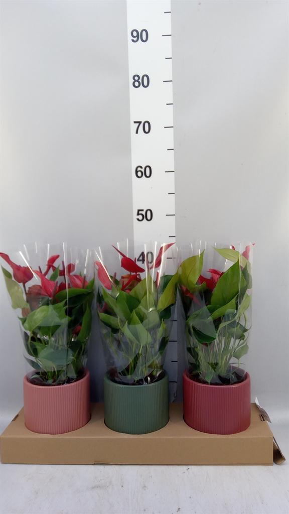 Горшечные цветы и растения оптом Anthurium ...mix от 3шт из Голландии с доставкой по России