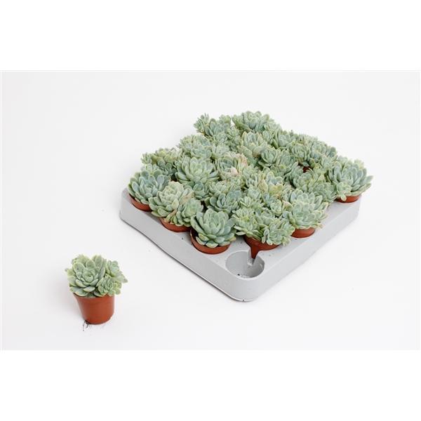 Горшечные цветы и растения оптом Echeveria Elegans от 20шт (для телеги) из Голландии с доставкой по России