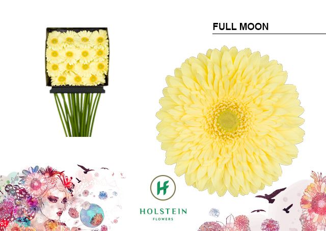 Срезанные цветы оптом Gerbera diamond full moon от 15шт из Голландии с доставкой по России