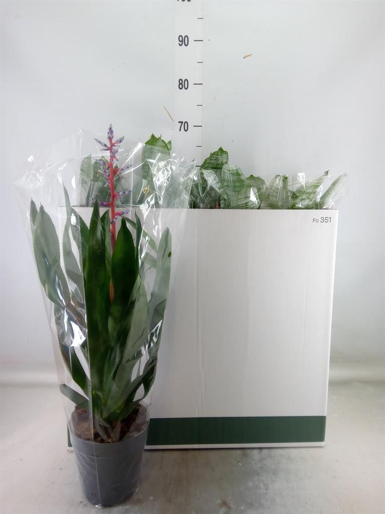 Горшечные цветы и растения оптом Aechmea   ...mix от 7шт из Голландии с доставкой по России