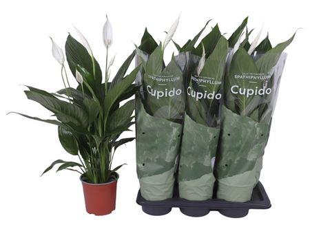 Горшечные цветы и растения оптом Spath Bingo Cupido 5+ (air So Pure) от 6шт из Голландии с доставкой по России