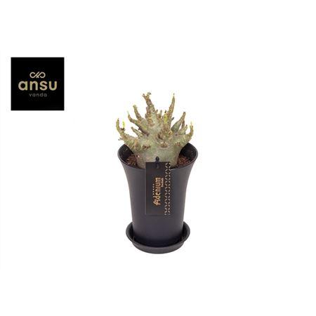 Горшечные цветы и растения оптом Adenium Ansu Baobab In Sierpot Xxl от 6шт из Голландии с доставкой по России Горшечные цветы и растения оптом Adenium Ansu Baobab In Sierpot Xxl от 6шт из Голландии с доставкой по России